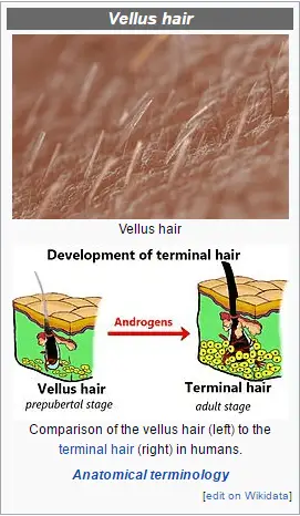 vellus hair and dermaplaning
